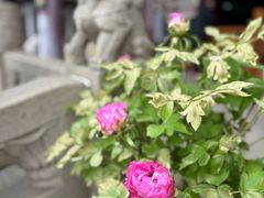 -高旻寺