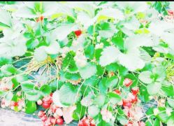 -麦粒鸟亲子游