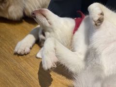 -Husky Go! 哈士奇体验馆·宠物咖啡厅狗咖