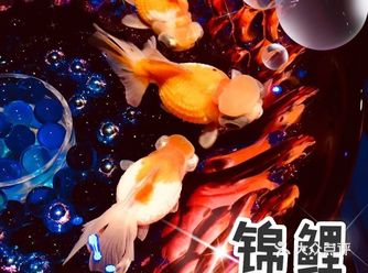 这个展，算是看过最美展之一了，日本艺术家木村英智的作