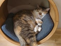 -伟伟宠物医院·CT影像中心·瑞派犬猫综合性门诊(汉口总院)
