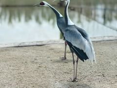 -盐城丹顶鹤湿地生态旅游区