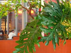-LOOOAD COFFEE进度条(D9街区店)