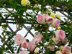 -都江堰玫瑰花溪谷