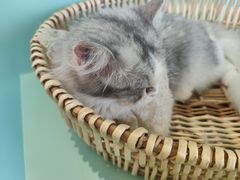 -怪兽屋·羊驼·猫咖·狗咖(俊华广场店)