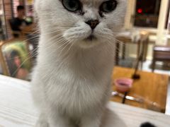 -猫小院猫主题餐厅(南锣旗舰店)