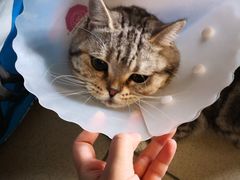 -纳吉亚猫专科动物诊疗中心(蒋宅口分院)