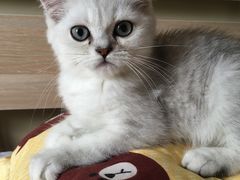 -Bastet sally猫舍购宠(静安店)