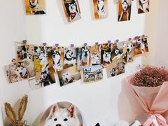 -Husky Go! 哈士奇体验馆·宠物咖啡厅狗咖