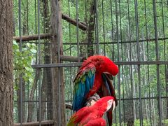 -北京野生动物园