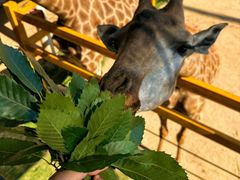 -西霞口神雕山野生动物世界