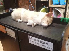 -more than meow吴止猫主题餐厅(承德 中船汇店)