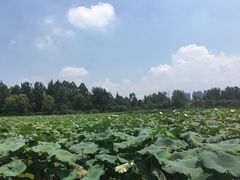 -三圣花乡旅游区