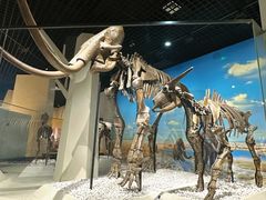 -国家自然博物馆