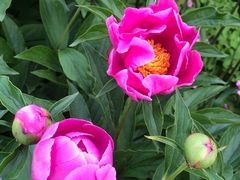 -扬州大运河文化旅游度假区·盆景园