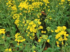 -新安江山水画廊风景区