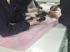 -北京观赏动物医院·24小时大型综合·猫专科·异宠专科