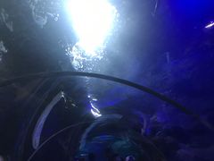 -大连圣亚海洋世界
