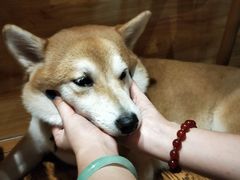 -柴务处·柴犬主题狗咖