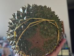 -油麻地果栏