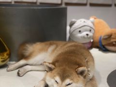 -柴务处·柴犬主题狗咖