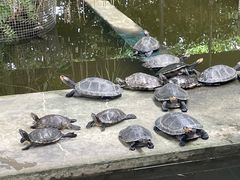 -广州长隆飞鸟乐园