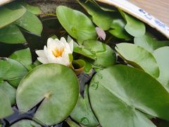 -上海滨江森林公园