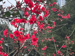 -龙头寺公园