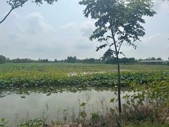 -泗洪洪泽湖湿地景区