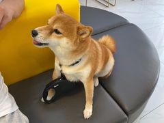 -可蒙动物医院·猫科·骨科中心(首义路店)