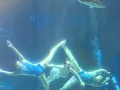 -海合安成都极地海洋公园