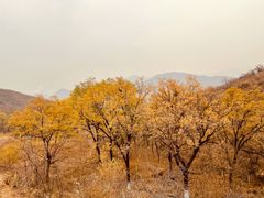 -北京鹫峰国家森林公园