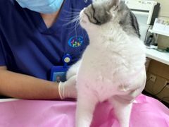 -北京观赏动物医院·24小时大型综合·猫专科·异宠专科