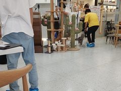 -喵园·猫主题咖啡厅·撸猫·猫咖(国贸店)