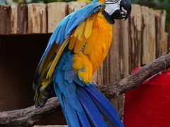 -广州长隆野生动物世界