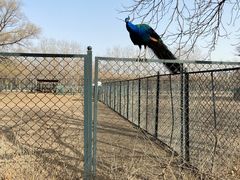 -北京麋鹿生态实验中心