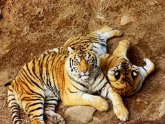 -西霞口神雕山野生动物世界