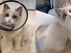 -momokira米努特·德文卷毛猫·棉花面纱犬
