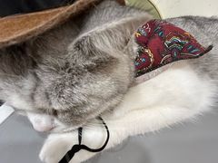 -共舞时光猫咖·狗咖(新街口店)