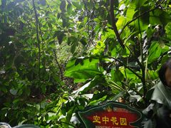 -呀诺达热带雨林