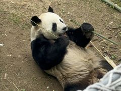 -栾川竹海野生动物园