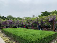 -嘉定紫藤园