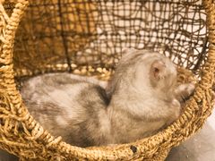 -飞行喵MR PILOT|猫舍·猫咖(静安大融城店)