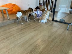 -南京Hallo宠物乐园·哈罗犬舍·柴犬繁育基地