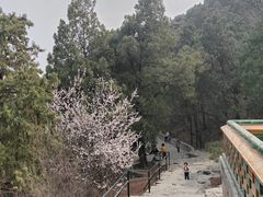 -香山公园