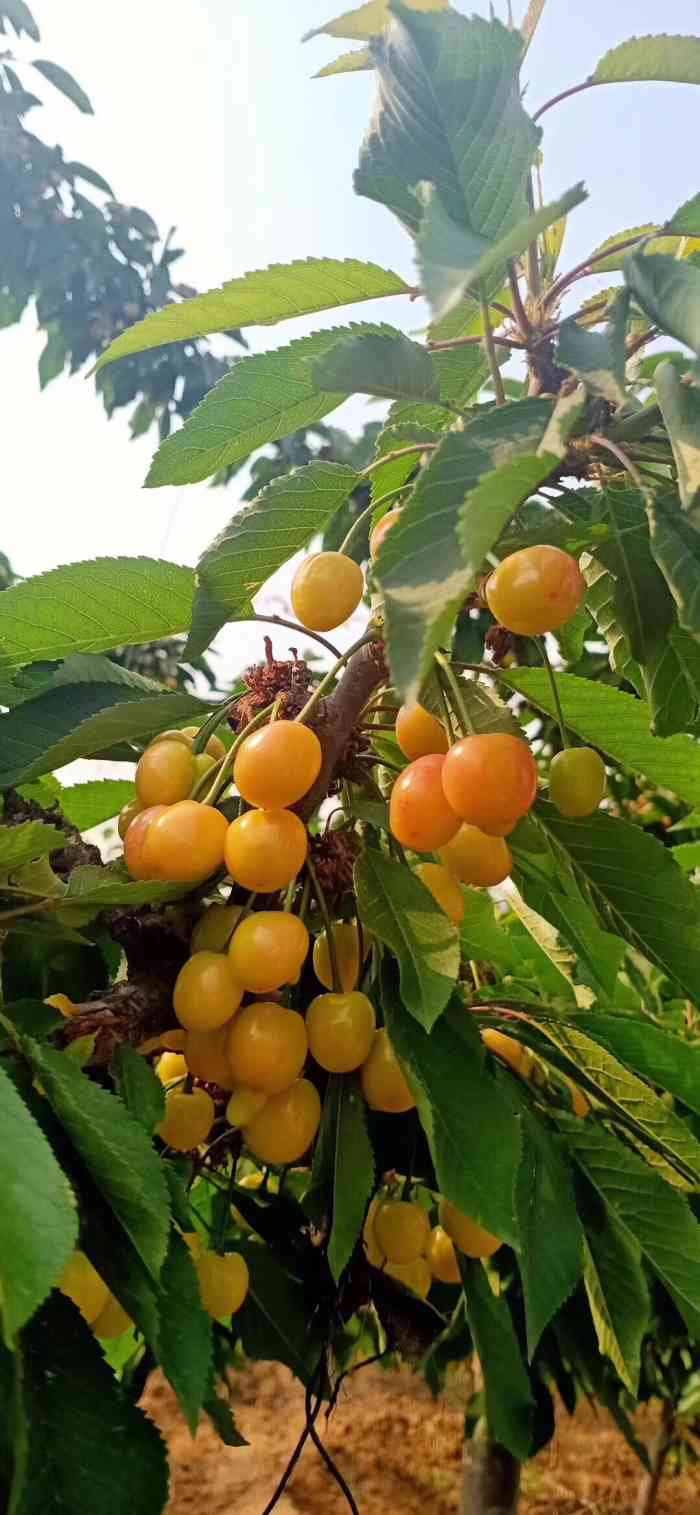 五峰山大樱桃采摘园