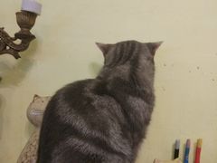 -猫色咖啡·猫咖