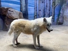 -芜湖新华联大白鲸海洋公园