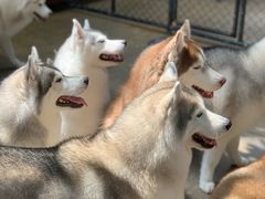 -TrueLove @ Neverland (Husky Cafe)