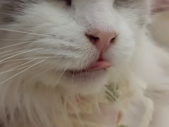 -共舞时光猫咖·狗咖(新街口店)